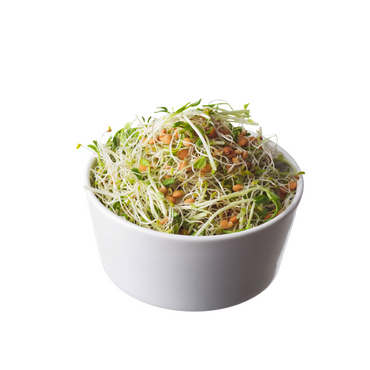 Alfalfa - Gourmet Shoots